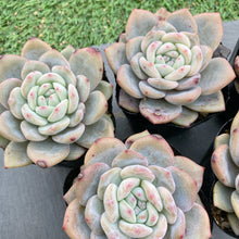 画像をギャラリービューアに読み込む, チョーク