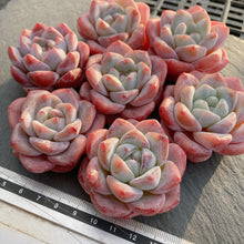 画像をギャラリービューアに読み込む, ピンクアレックス×アイスグリーン