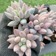 画像をギャラリービューアに読み込む, ソロモン