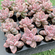 画像をギャラリービューアに読み込む, スタースノー