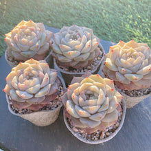 画像をギャラリービューアに読み込む, ジェリーキャンディ
