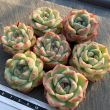 画像をギャラリービューアに読み込む, ホワイトラック
