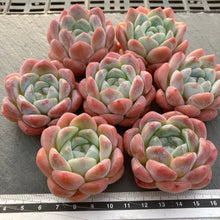 画像をギャラリービューアに読み込む, キャンディメモリー
