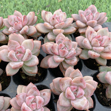 画像をギャラリービューアに読み込む, スタースノー
