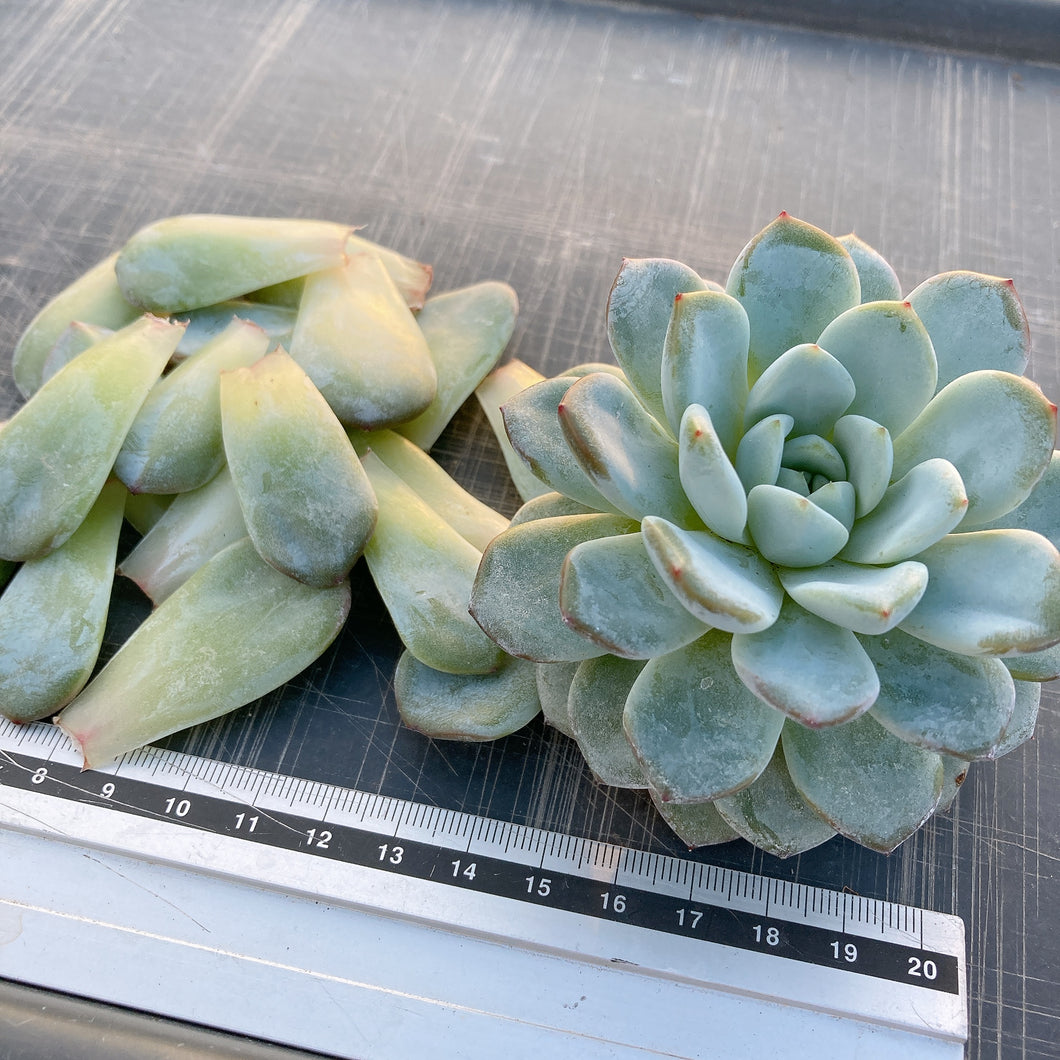 雪茶10枚
