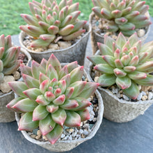 画像をギャラリービューアに読み込む, オラクル
