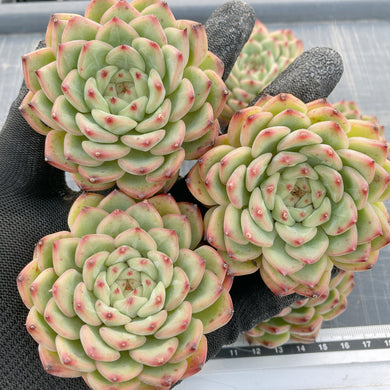 多肉植物 モリモリ虹の玉♡安心のポットごと！赤ちゃんもいっぱい♡ 多肉植物【虹の玉】セダム ポットごと or 抜き苗 6㎝ポット