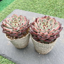 画像をギャラリービューアに読み込む, スターライトジェニー
