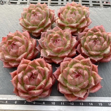 画像をギャラリービューアに読み込む, マルガン×ソクヨン
