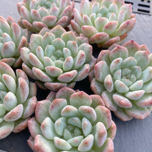 画像をギャラリービューアに読み込む, ペアスノー
