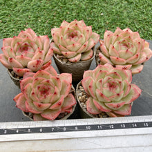 画像をギャラリービューアに読み込む, アニー
