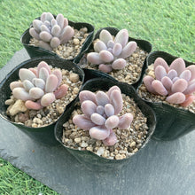 画像をギャラリービューアに読み込む, カンナ
