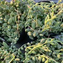 画像をギャラリービューアに読み込む, ピーチネックレス
