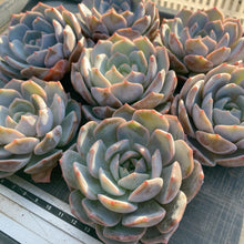 画像をギャラリービューアに読み込む, パープルクイーン
