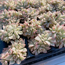 画像をギャラリービューアに読み込む, メビナ錦
