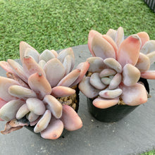 画像をギャラリービューアに読み込む, ピンクラビット
