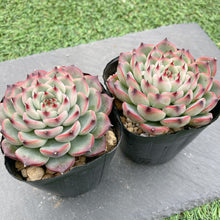 画像をギャラリービューアに読み込む, シバルリー
