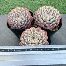 画像をギャラリービューアに読み込む, ホワイトミニマ錦
