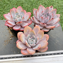 画像をギャラリービューアに読み込む, ミルクキャップ
