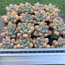 画像をギャラリービューアに読み込む, キャンディ
