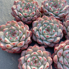 画像をギャラリービューアに読み込む, ブルーミニマ
