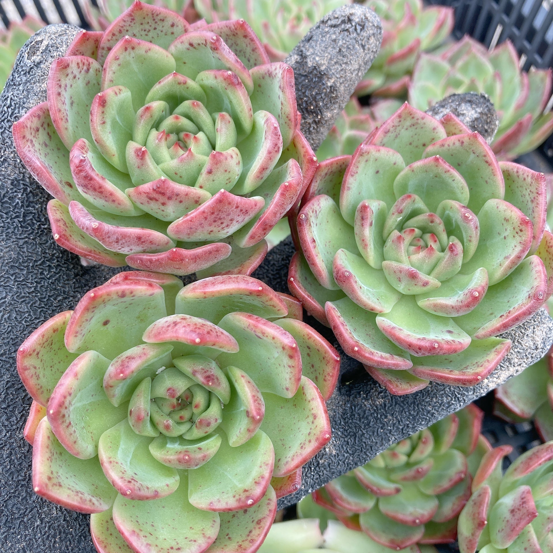 グレーとピンクの多肉植物*6 楽天市場】多肉植物 サボテンTAROグラプトベリア 銀天女