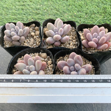 画像をギャラリービューアに読み込む, カンナ
