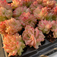 画像をギャラリービューアに読み込む, レッドスワン
