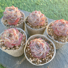 画像をギャラリービューアに読み込む, シナスター
