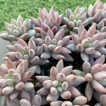 画像をギャラリービューアに読み込む, ソロモン10苗セット
