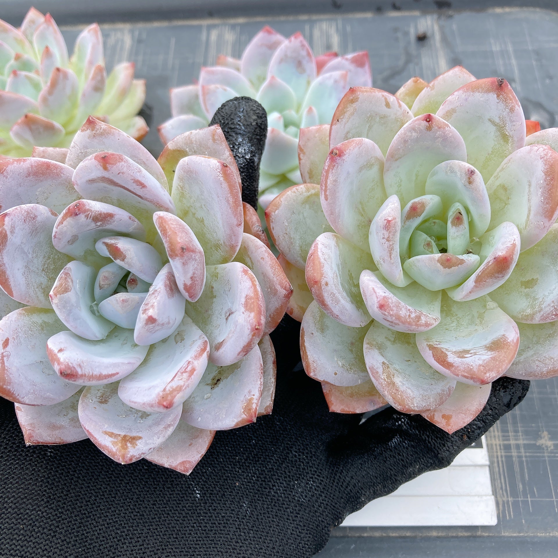 No.350 ❁リトルコンチ❁ 抜き苗 多肉植物 寄せ植え No.350 ❁リトルコンチ❁ 抜き苗 多肉植物 寄せ植え