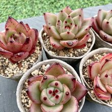 画像をギャラリービューアに読み込む, シャーロットガーデン
