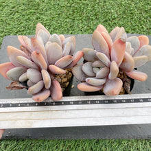 画像をギャラリービューアに読み込む, ピンクラビット
