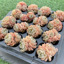 画像をギャラリービューアに読み込む, ダルシマー
