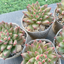 画像をギャラリービューアに読み込む, オラクル
