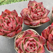 画像をギャラリービューアに読み込む, ロカ
