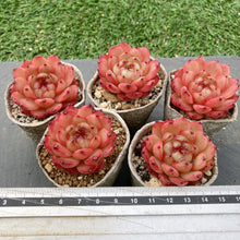 画像をギャラリービューアに読み込む, クレバージェニー
