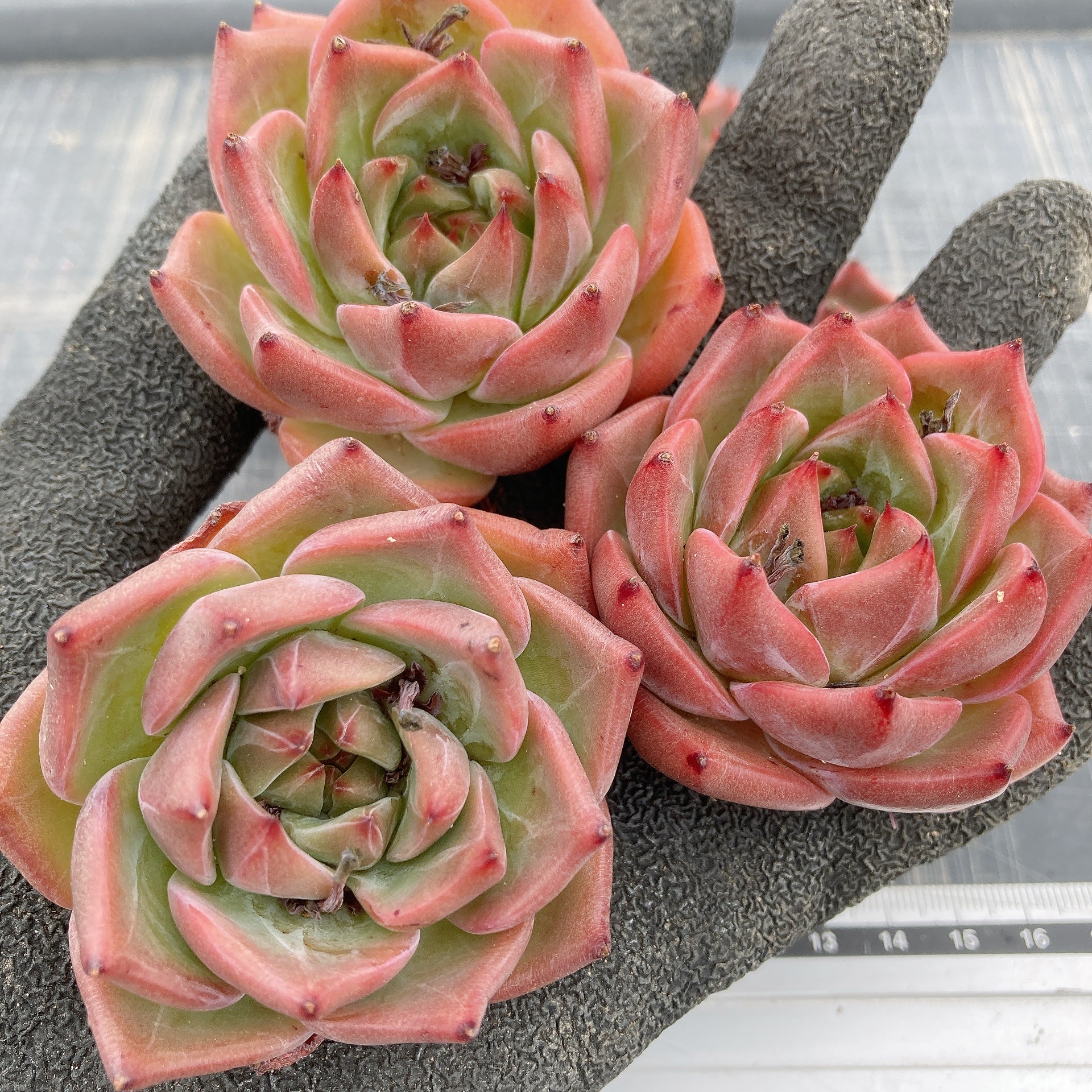 専用‼︎多肉植物^o^ 盛り盛り❣️ピンクベリー 多肉植物 ピンクローラ錦 新入荷 るる農園 : るる農園 - 通販
