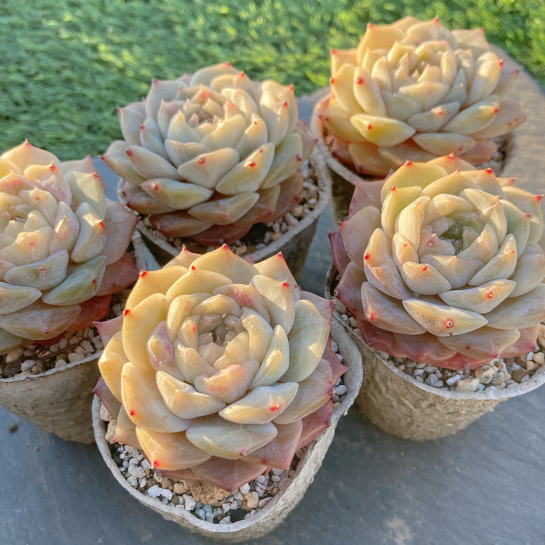 ジェリーキャンディ