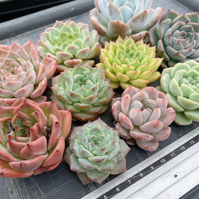 お纏め　多肉植物　覆輪❁︎ジョアンダニエル錦　カット お纏め 多肉植物 覆輪❁︎ジョアンダニエル錦 カット