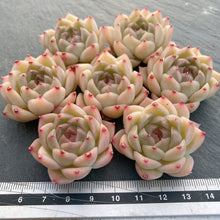 画像をギャラリービューアに読み込む, クラウドタワー
