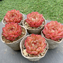 画像をギャラリービューアに読み込む, クレバージェニー
