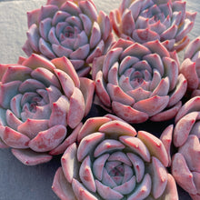 画像をギャラリービューアに読み込む, キャロライン
