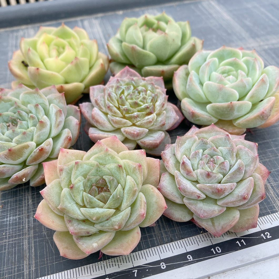 寄せ植え7苗セット.1