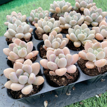 画像をギャラリービューアに読み込む, アラン
