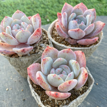 画像をギャラリービューアに読み込む, スノーピーチ
