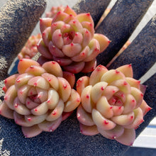 画像をギャラリービューアに読み込む, クリアスカイジェニー
