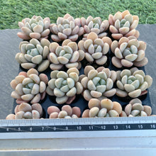 画像をギャラリービューアに読み込む, ホワイトデュー
