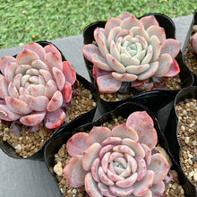 画像をギャラリービューアに読み込む, ラフィート
