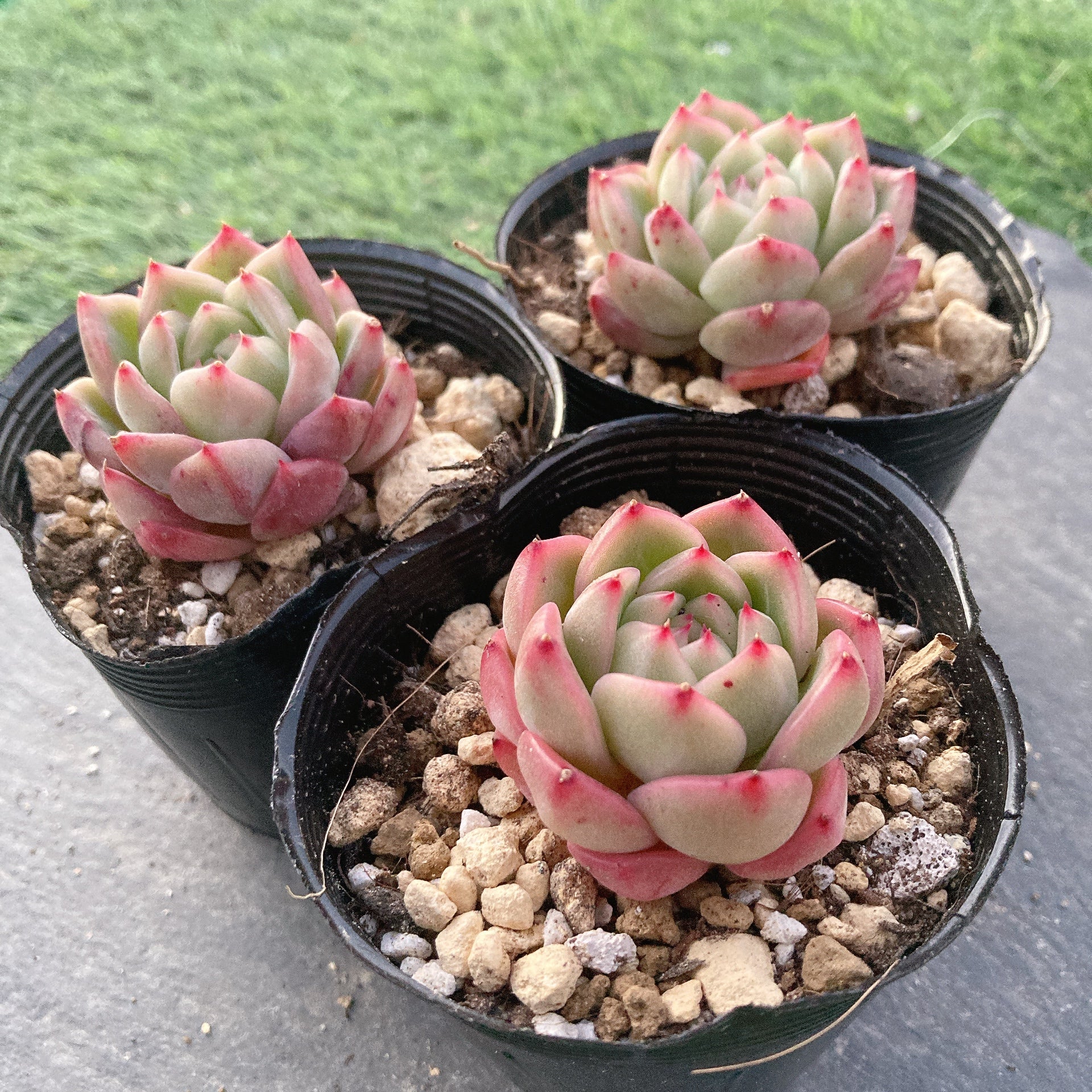 多肉植物❤️確認ページとなります。お買い上げにならないようお願い致します。 801d7e7d36c3f4bcd5da80606fe841